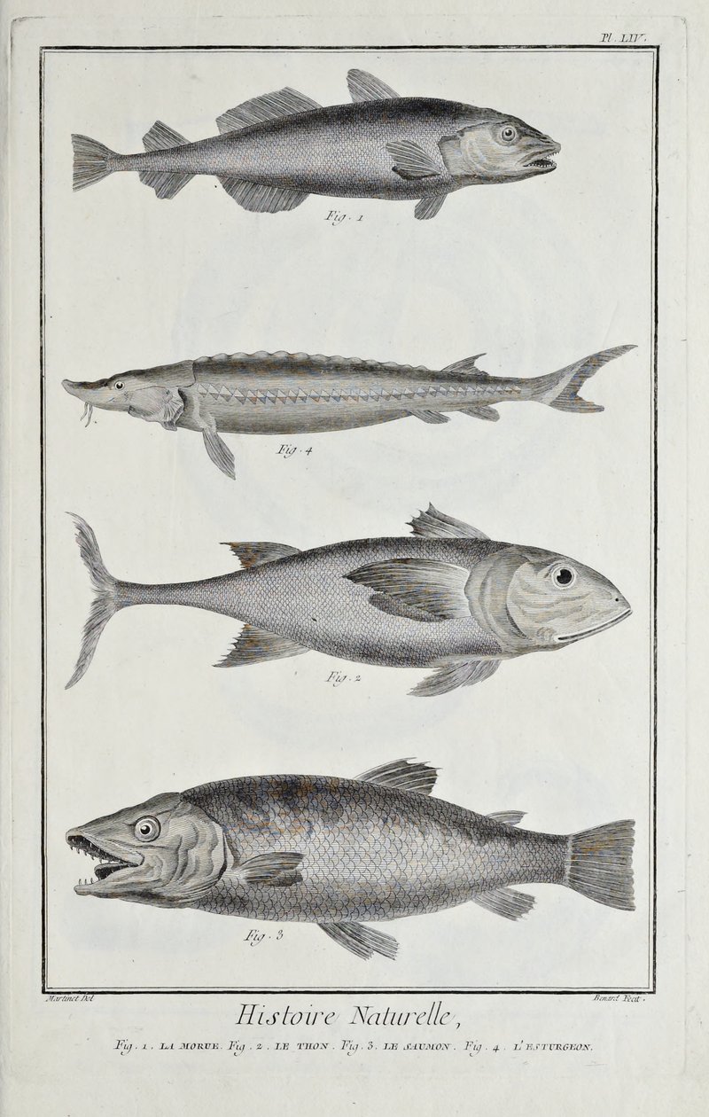 Bacalhau, atum, salmão e esturjão, ilustração de 