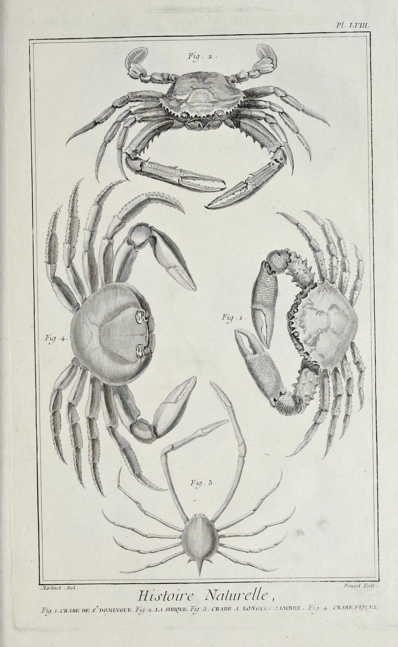 Caranguejo, ilustração de 