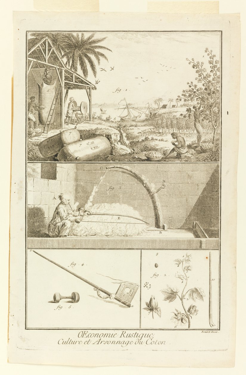 "Cultivation et Arsonnage du Coton" da Enciclopédia de Diderot, Vol. EU de Robert Benard