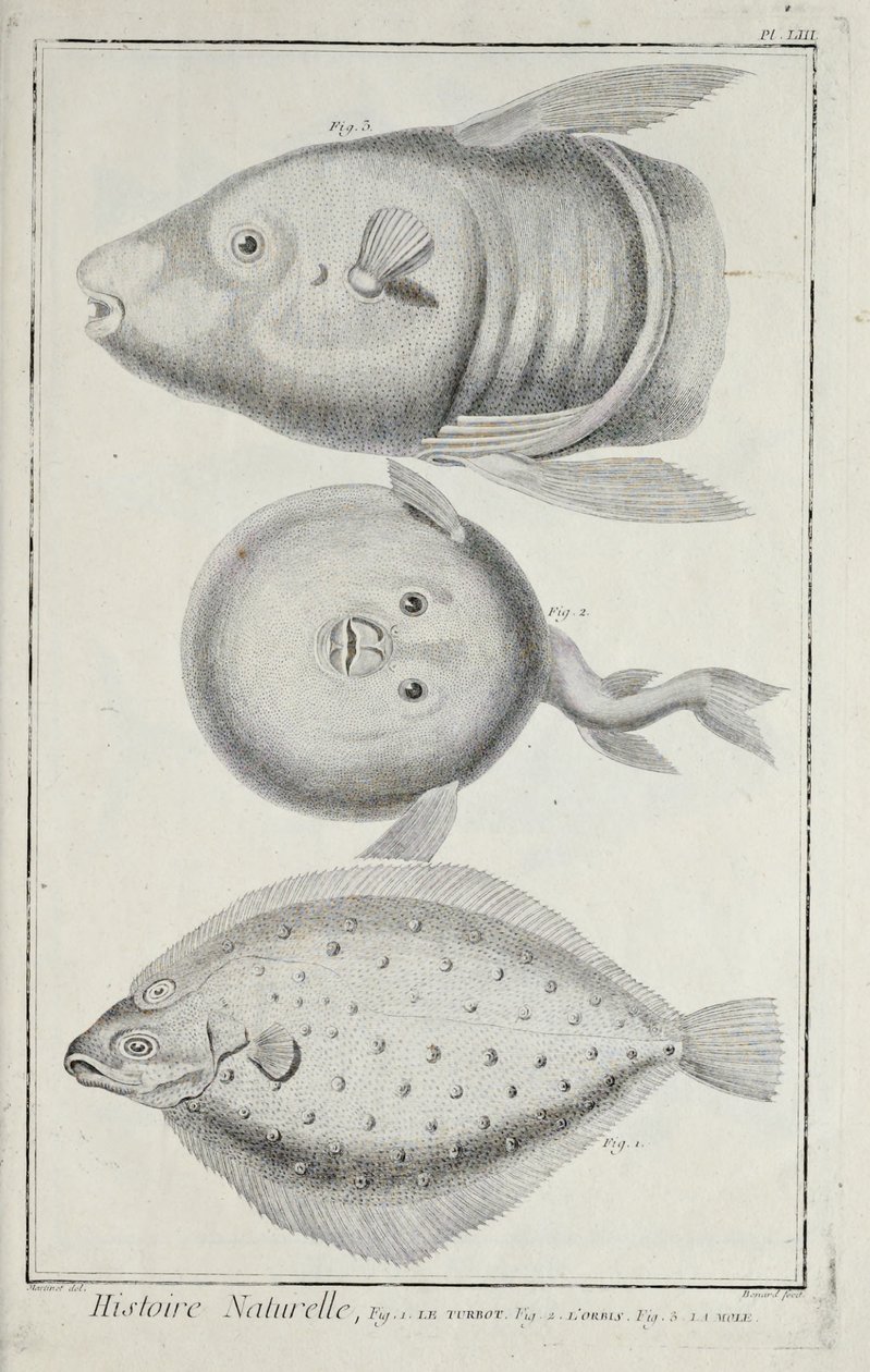 Ilustração de 