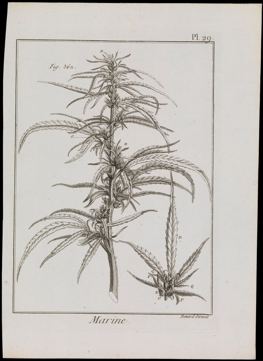 Diagrama marinho de flores, c.1810 (gravura e água-forte) de Robert Benard