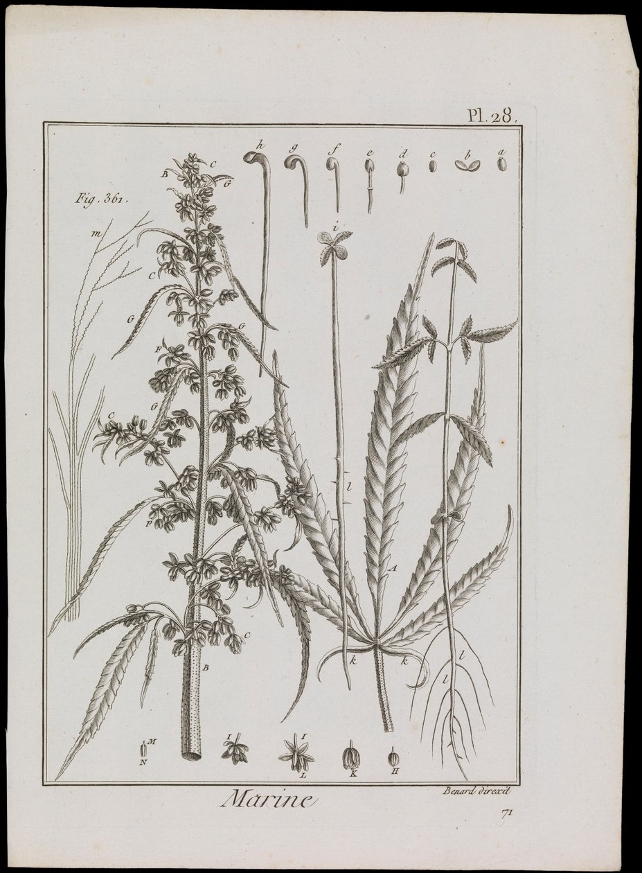 Diagrama marinho de flores, c.1810 (gravura e água-forte) de Robert Benard