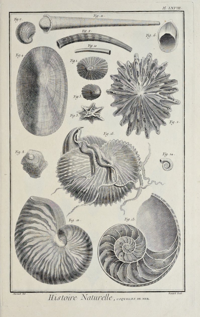 Conchas do mar, ilustração de 