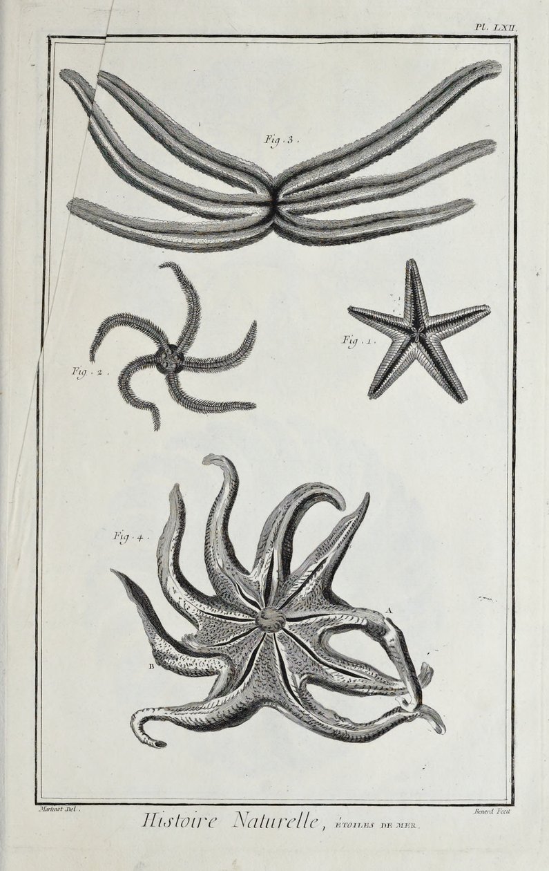 Estrelas do mar, ilustração de 