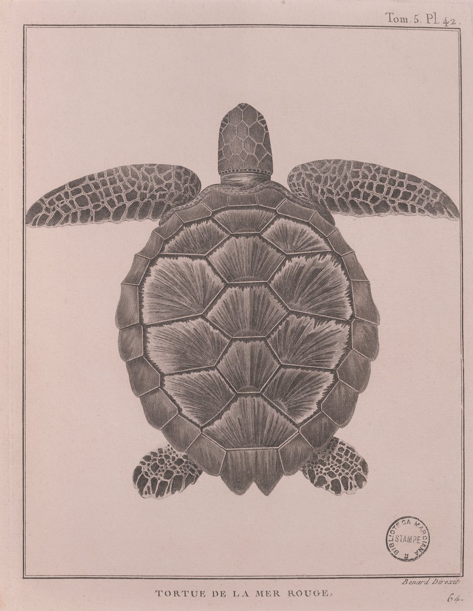 Tartaruga do Mar Vermelho, ilustração de 
