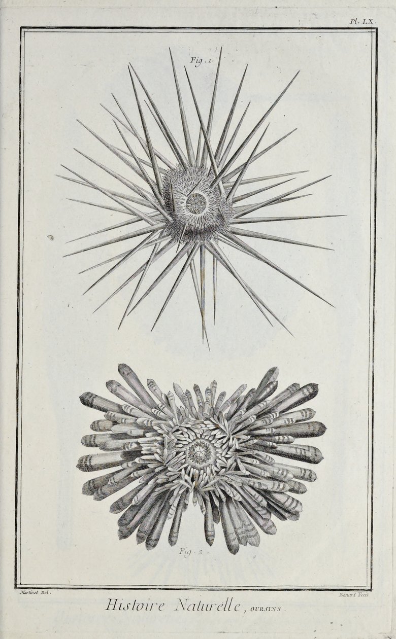 Urchins, ilustração de 