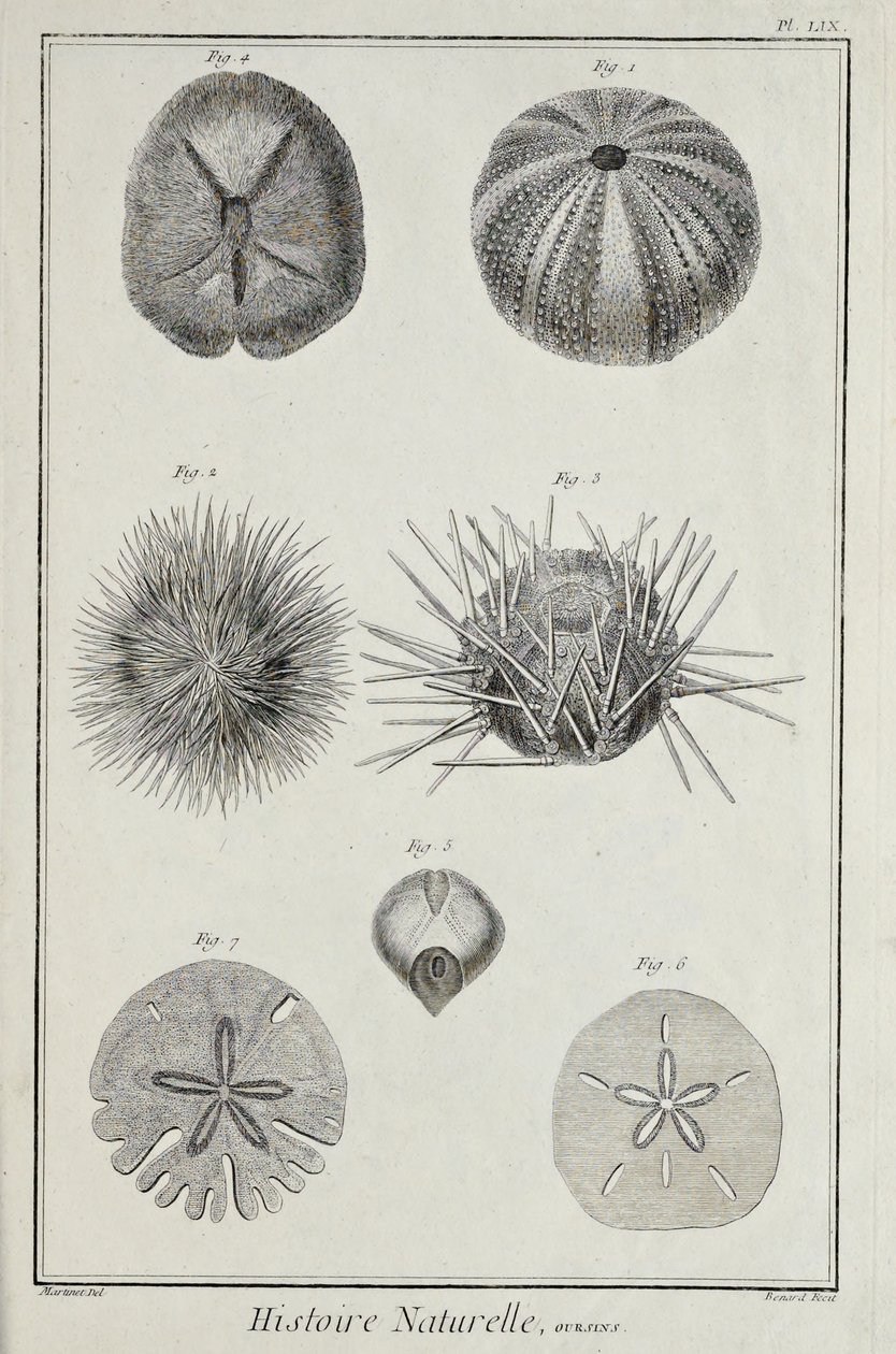 Urchins, ilustração de 