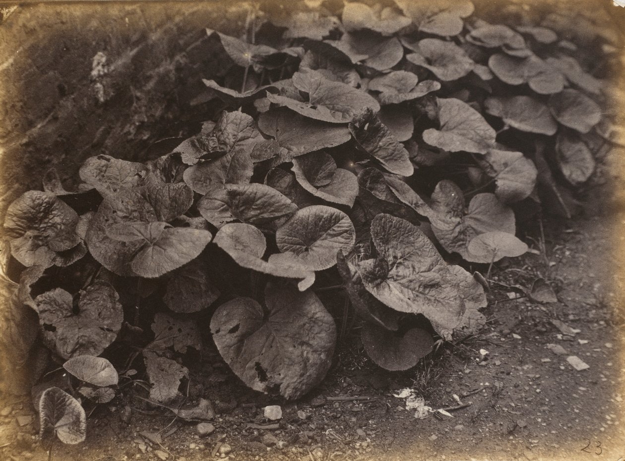 Estudo de plantas, década de 1860 (foto) de Robert Burrows