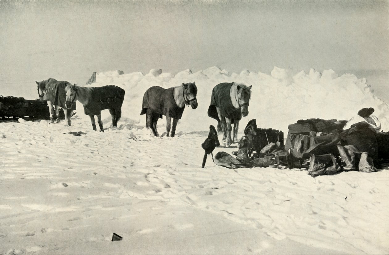Pôneis atrás de seu abrigo no acampamento na barreira, 1911, 1913 de Robert Falcon Scott