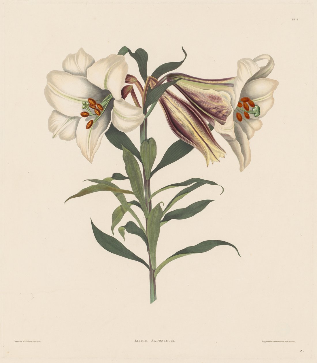 Uma seleção de plantas hexandrianas, pertencentes à ordem natural de Amaryllidae ..., 1831-1832. de Robert Havell