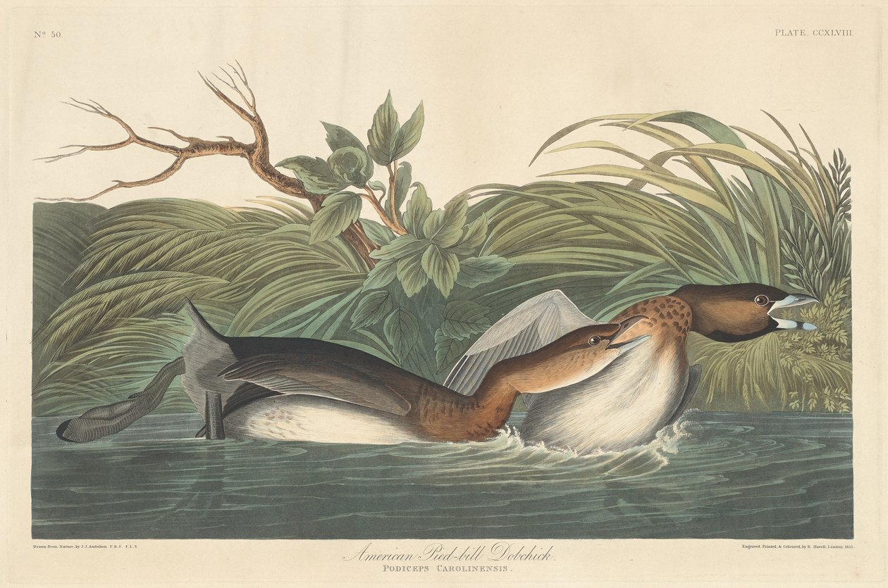 Americano Pied-Bill Dobchick, 1835. de Robert Havell