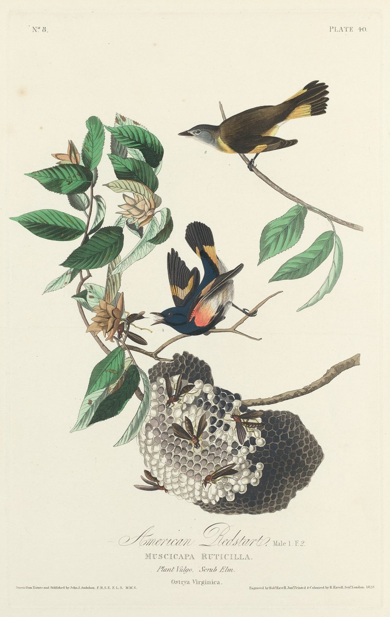 American Redstart, 1828. de Robert Havell