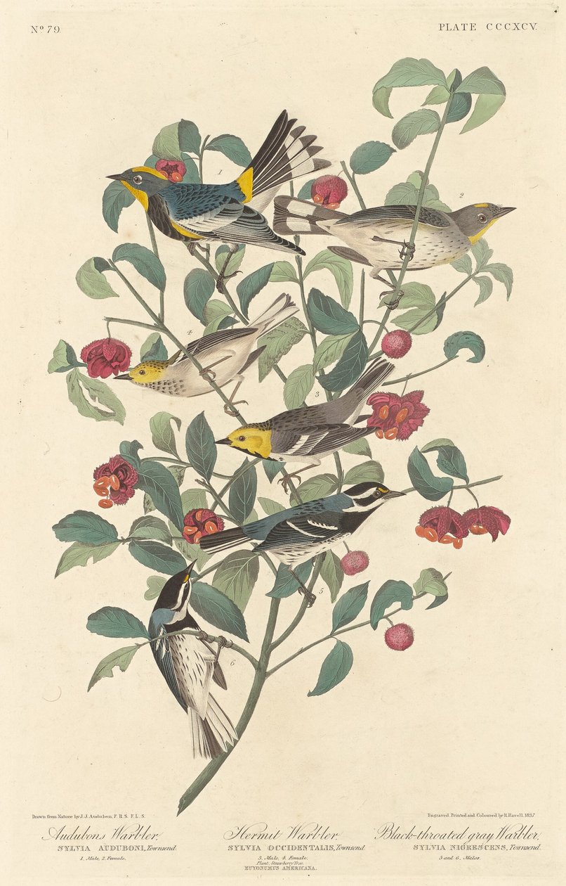 Toutinegra de Audubon, Toutinegra Eremita e Toutinegra Cinzenta-de-garganta-preta, 1837. de Robert Havell