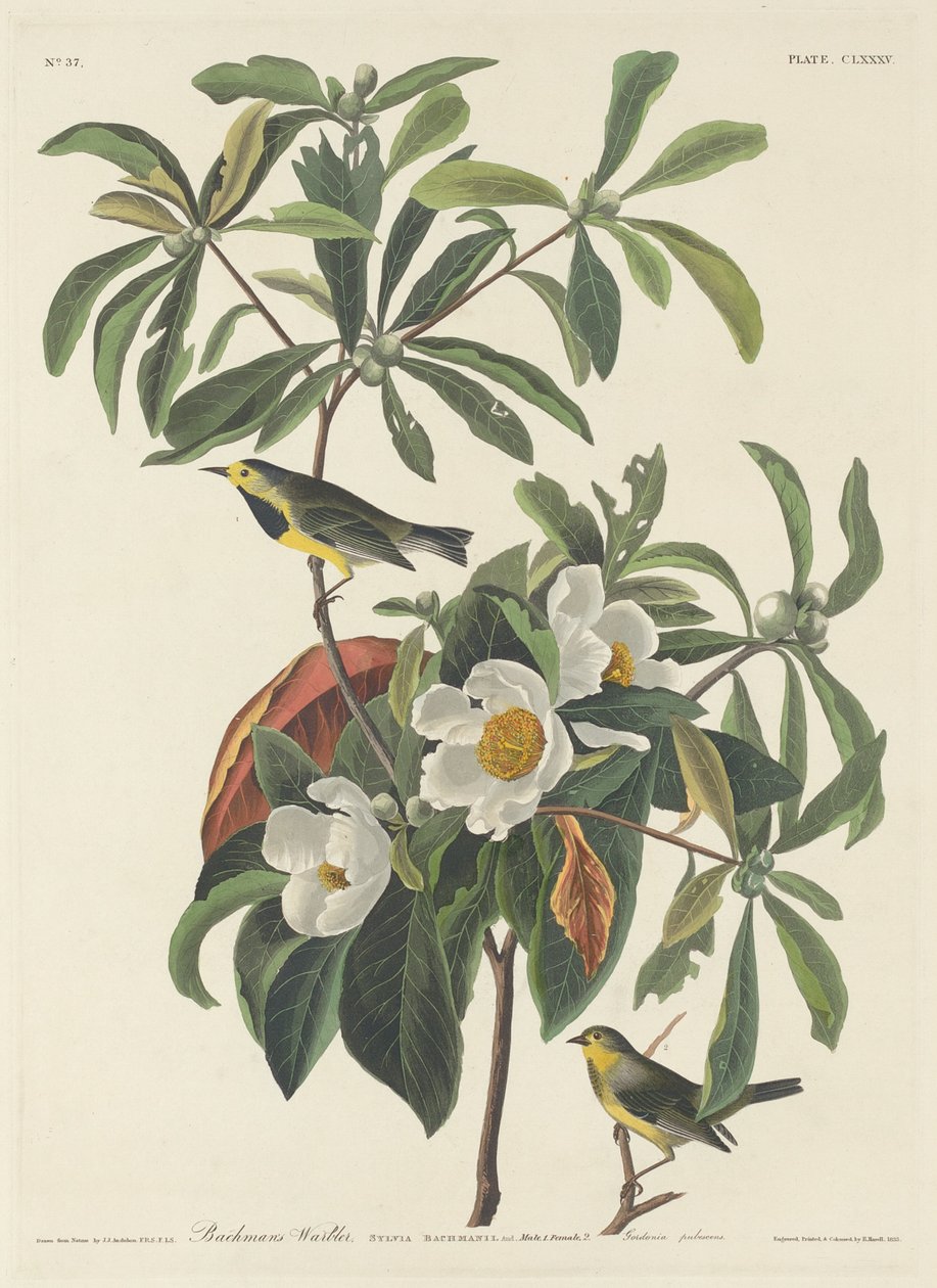 A toutinegra de Bachman, 1834. de Robert Havell