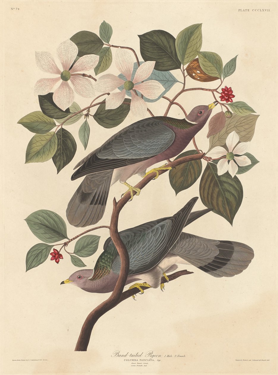 Pombo-de-rabo-de-faixa, 1837. de Robert Havell