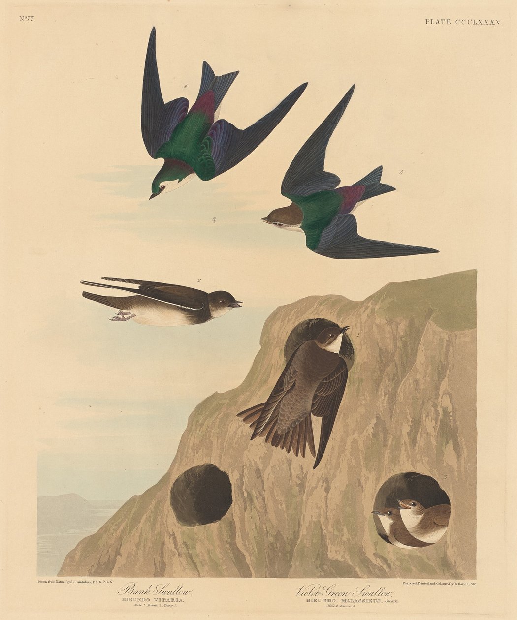 Andorinha do banco e andorinha verde-violeta, 1837. de Robert Havell