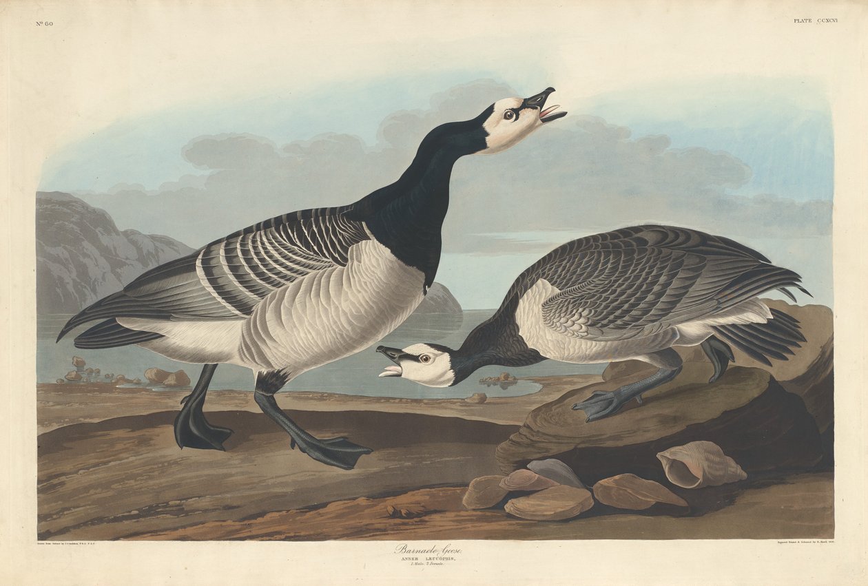 Barnacle Goose, 1836. de Robert Havell
