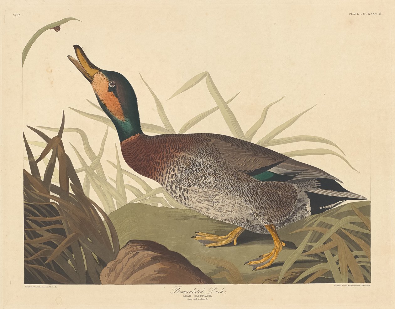 Pato Bemaculado, 1836. de Robert Havell