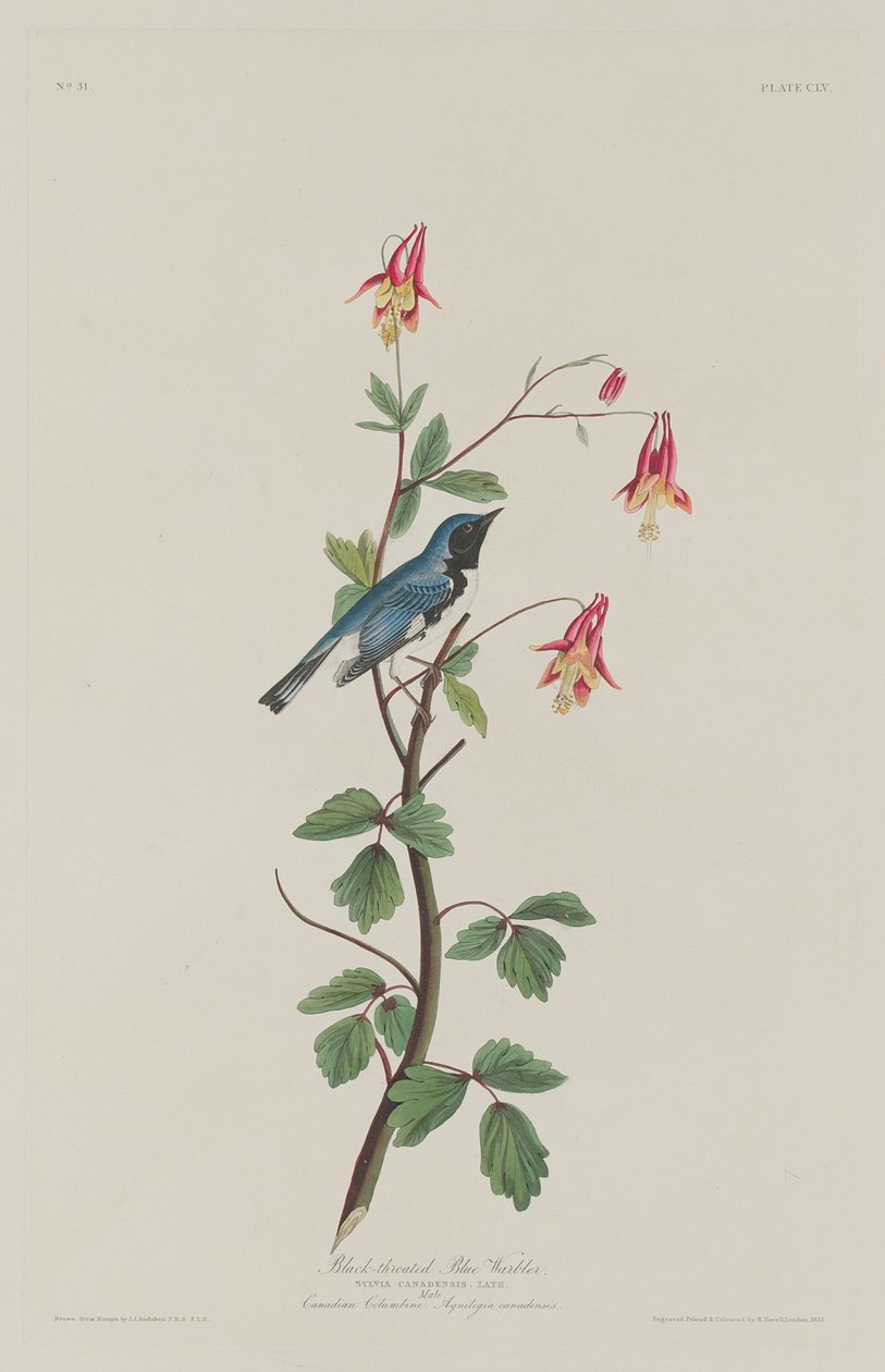 Toutinegra-de-garganta-preta, 1832. de Robert Havell