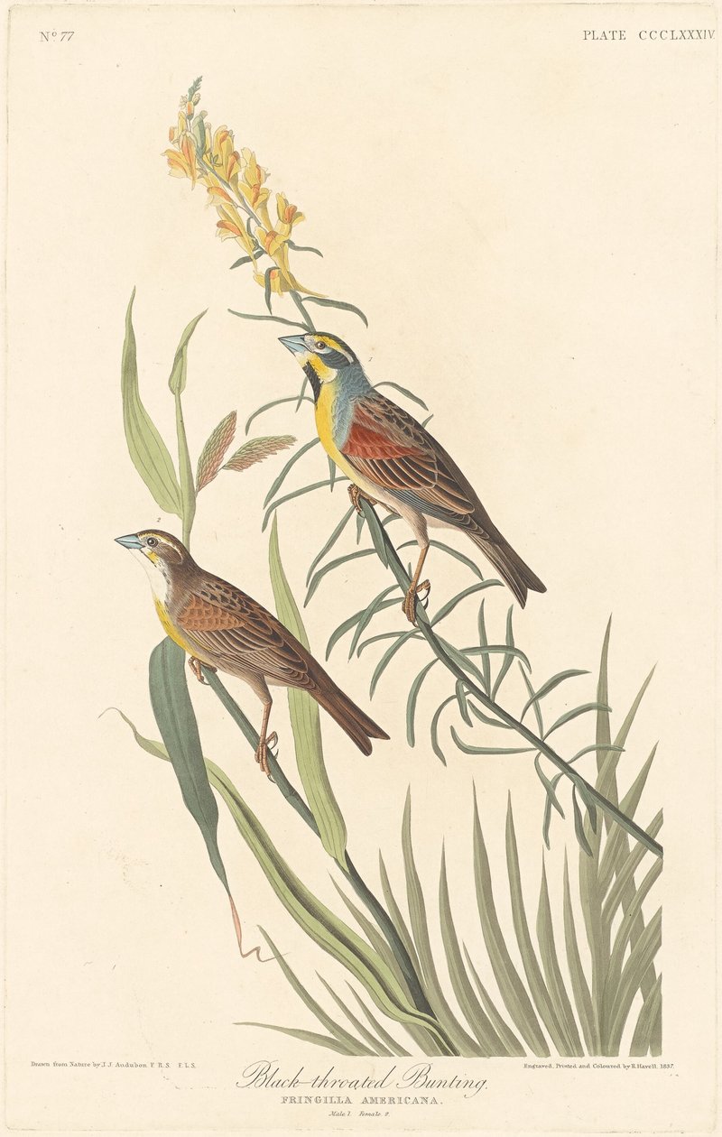 Estamenha-de-garganta-preta, 1837. de Robert Havell