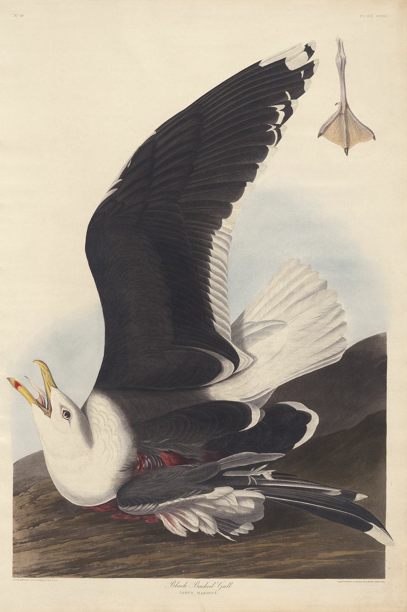 Gaivota de Dorso Negro de Robert Havell