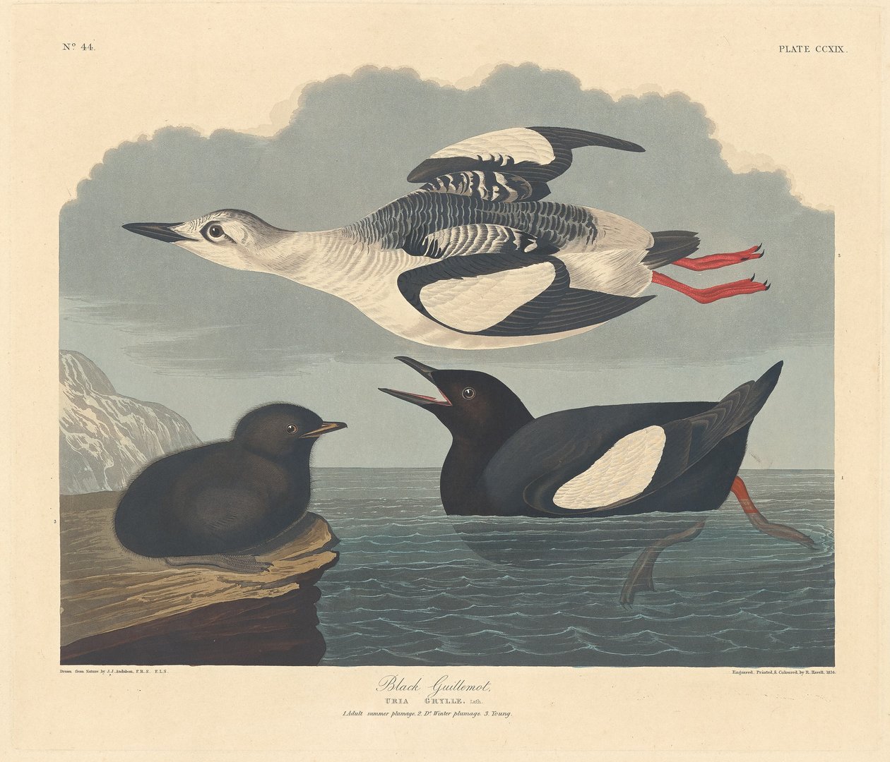 Guillemot Negro, 1834. de Robert Havell