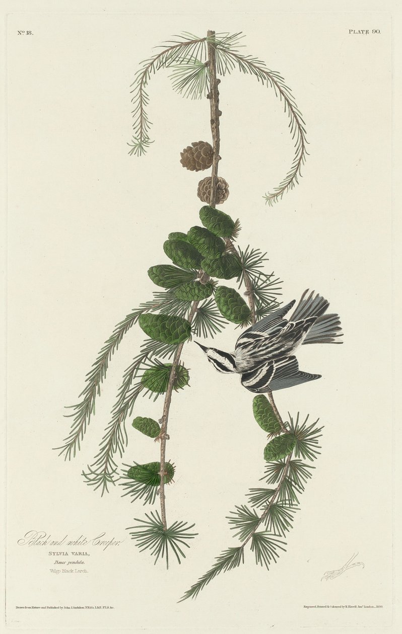Trepadeira preto e branco, 1830. de Robert Havell