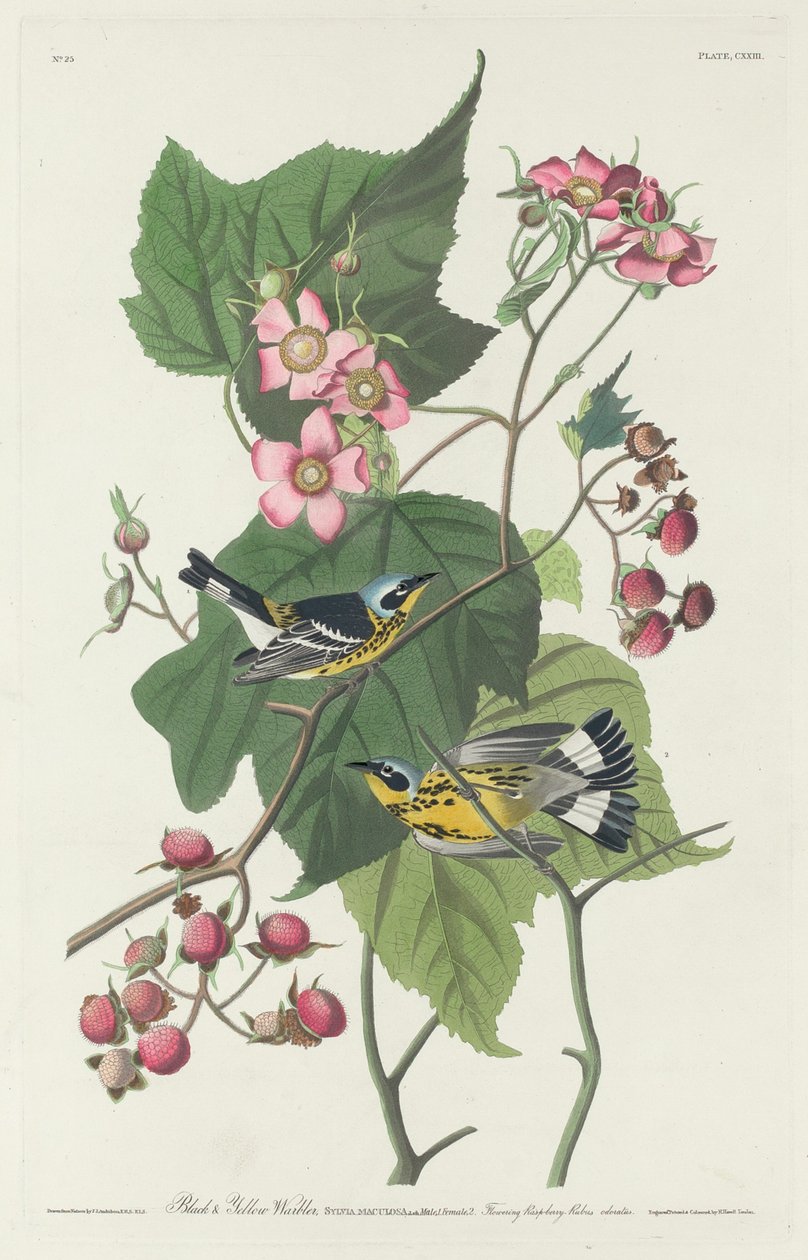 Toutinegra preta e amarela, 1831. de Robert Havell
