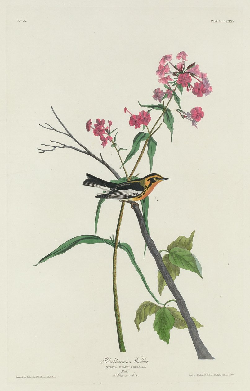 Toutinegra Blackburnian, 1832. de Robert Havell