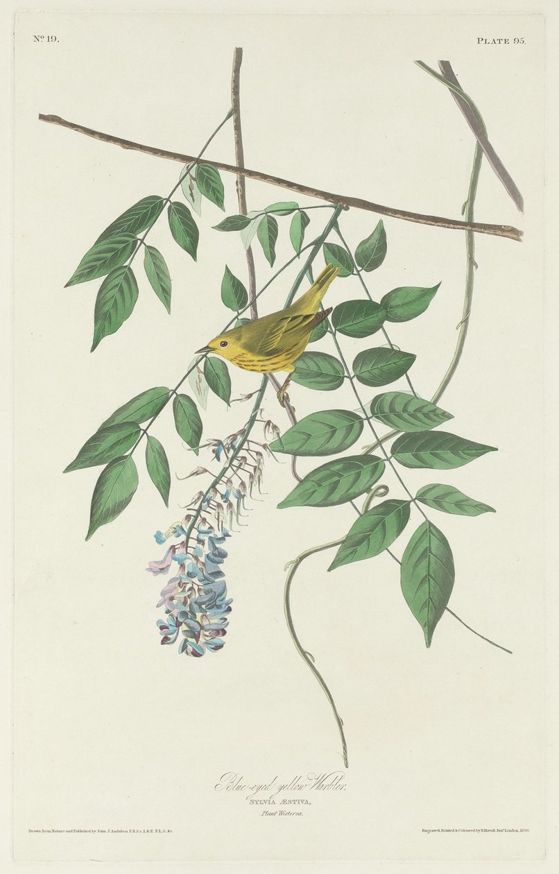 Toutinegra amarela de olhos azuis, 1830. de Robert Havell