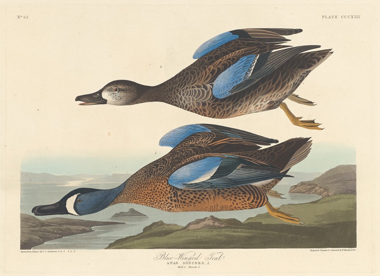 Cerceta de asas azuis, 1836. de Robert Havell