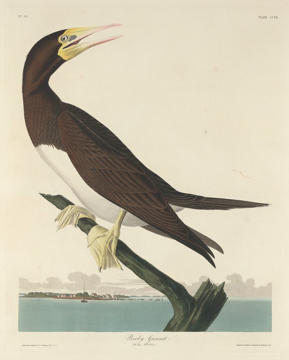 Bubi Jannat, 1834. de Robert Havell