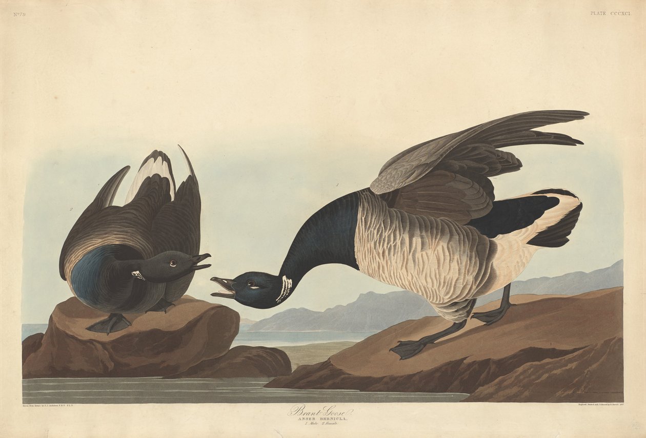 Brant Goose, 1837. de Robert Havell