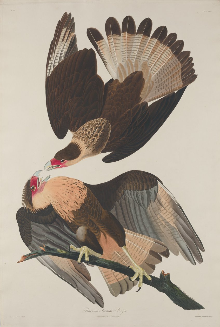 Caracara Águia Brasileira, 1833. de Robert Havell