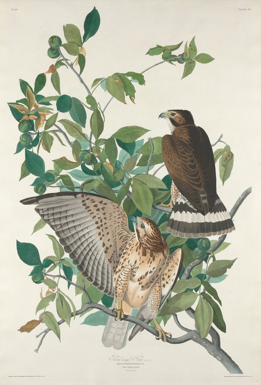 Falcão de asas largas, 1830. de Robert Havell