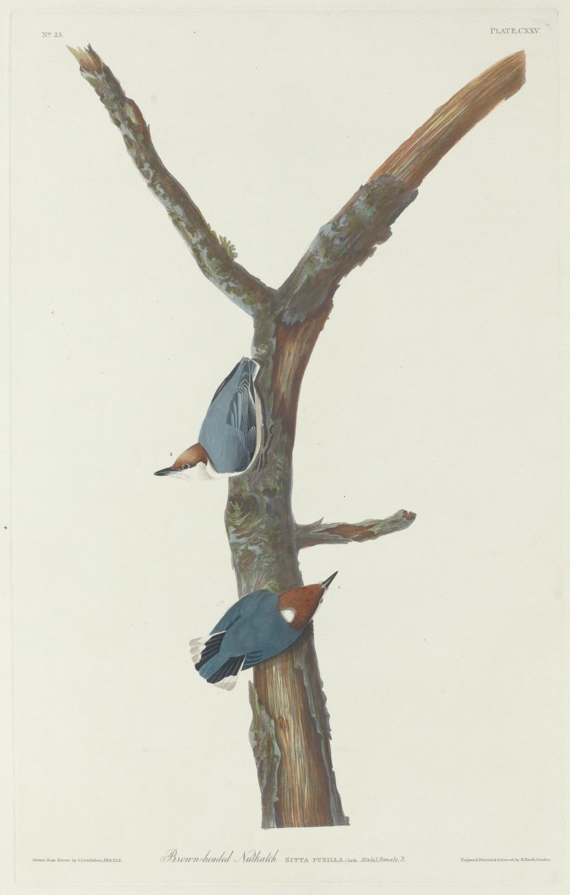 Nuthatch de cabeça marrom, 1831. de Robert Havell