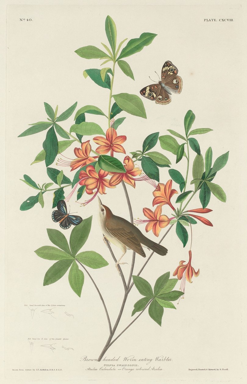 Toutinegra comedora de vermes de cabeça marrom, 1834. de Robert Havell