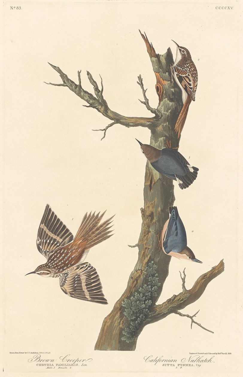 Brown Creeper e californiano Nuthatch, 1838. de Robert Havell