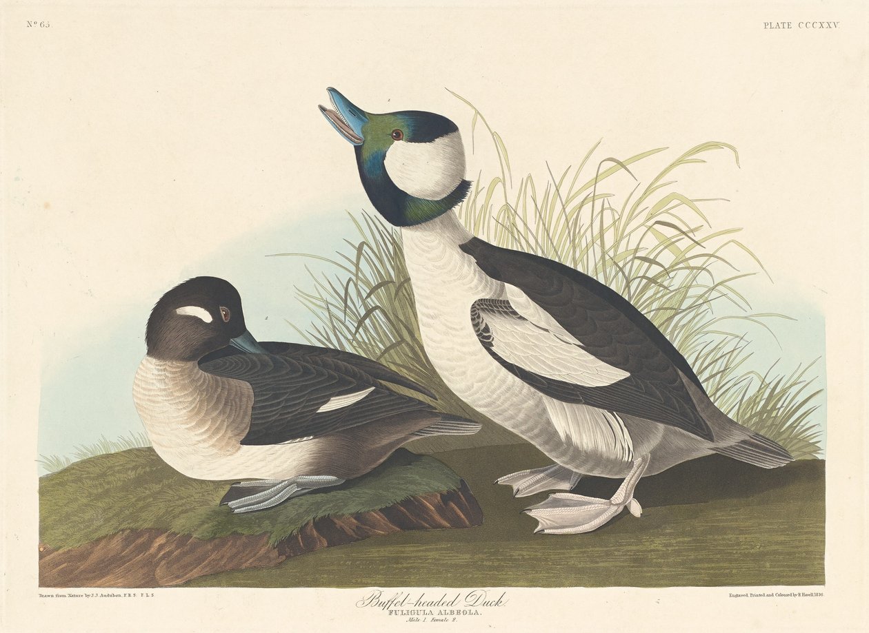 Pato com cabeça de búfalo, 1836. de Robert Havell