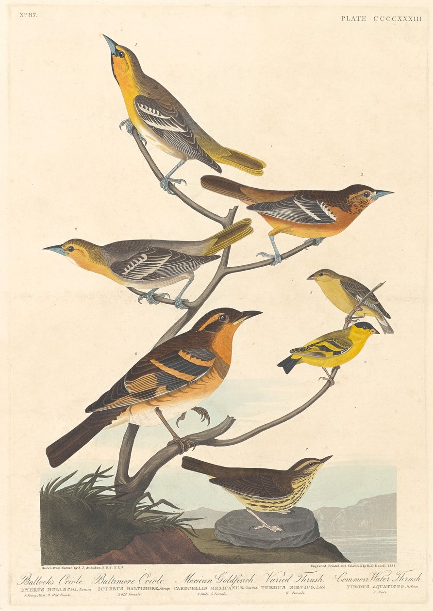 Oriole de Bullock, Baltimore Oriole, pintassilgo mexicano e tordo variado, 1838. de Robert Havell
