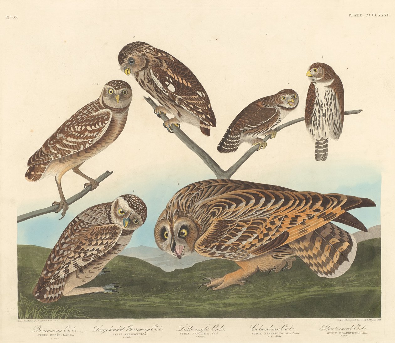 Coruja-buraqueira, coruja-buraqueira-de-cabeça-grande e coruja-da-noite, 1838. de Robert Havell