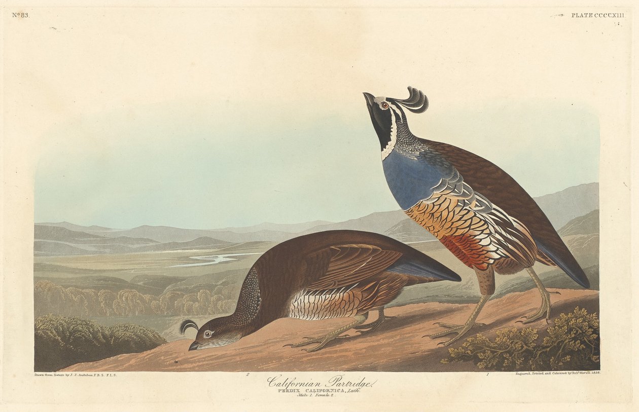 Perdiz californiana, 1838. de Robert Havell