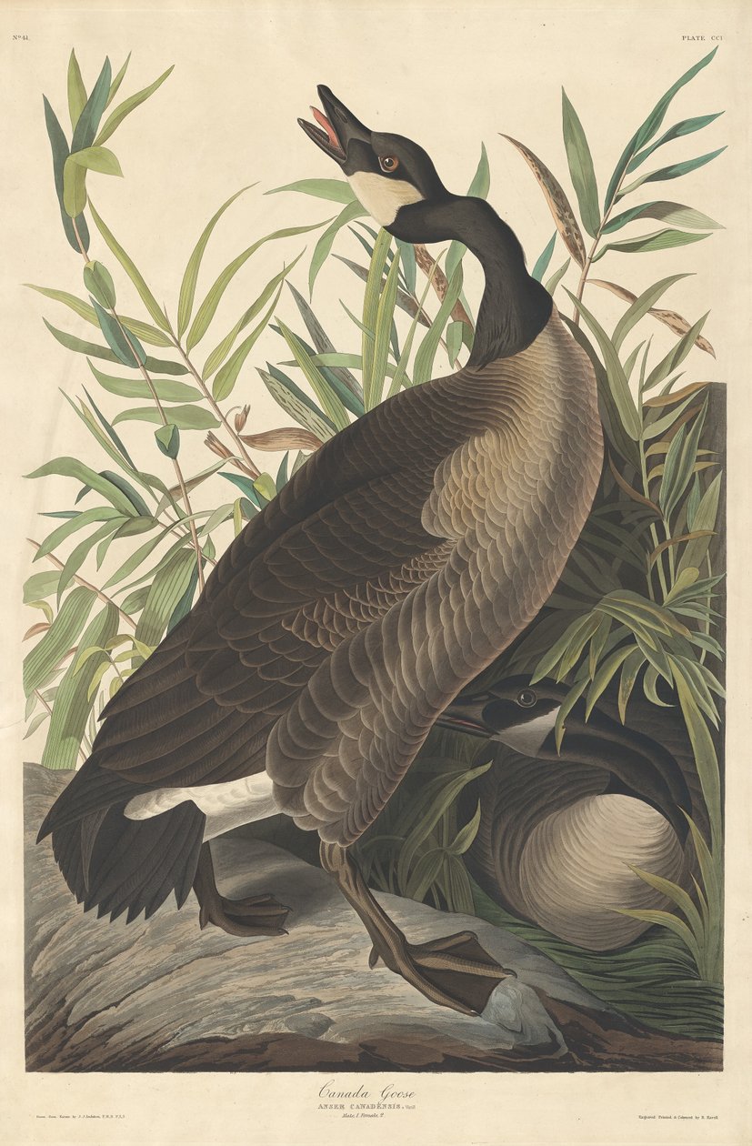 Ganso do Canadá, 1834. de Robert Havell