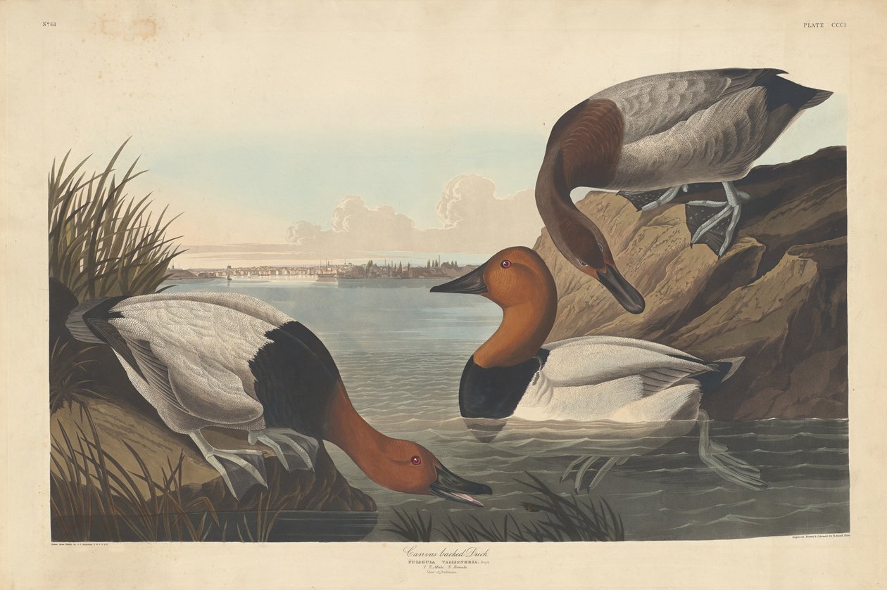 Pato de lona, 1836. de Robert Havell