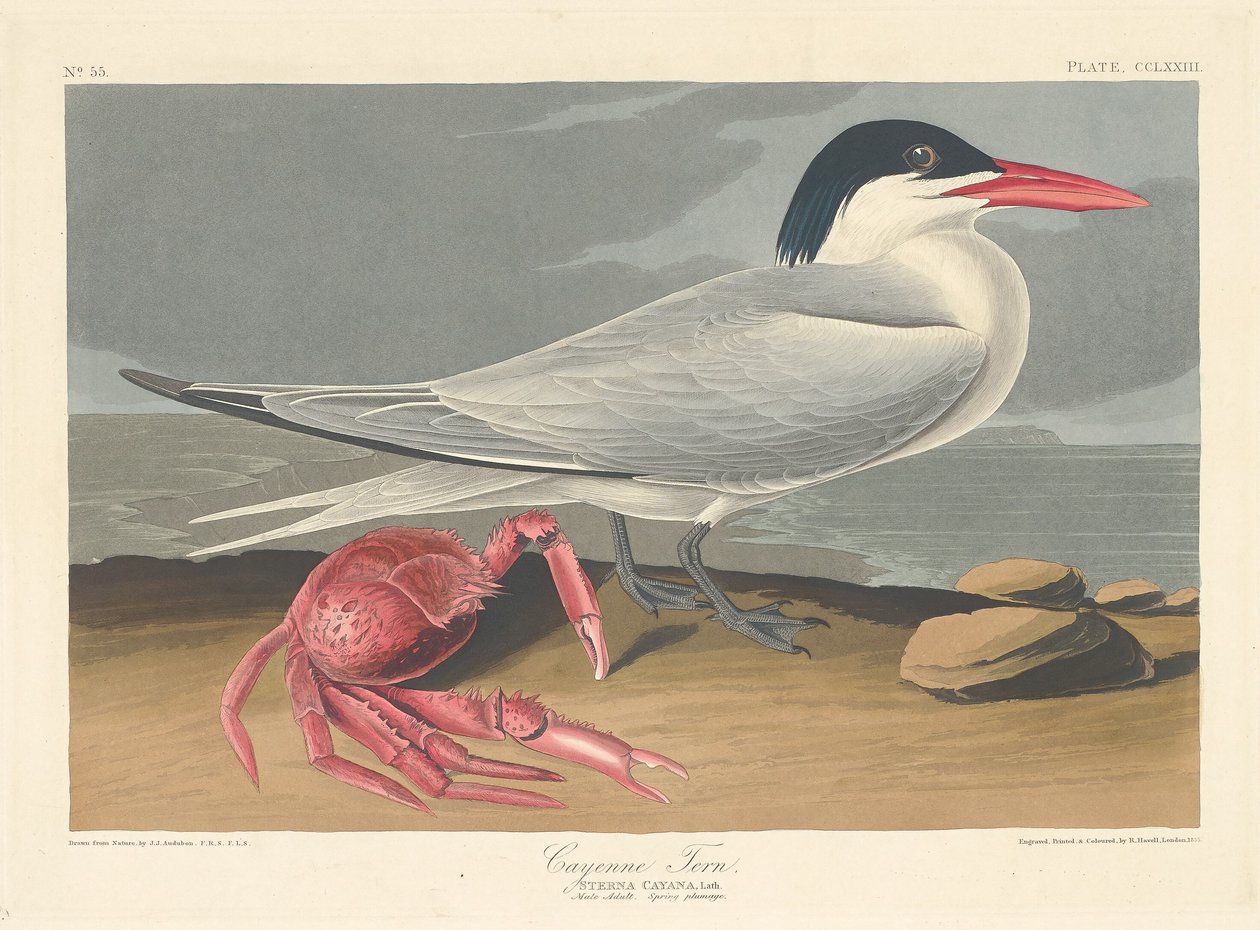 Cayenne Tern, 1835. de Robert Havell