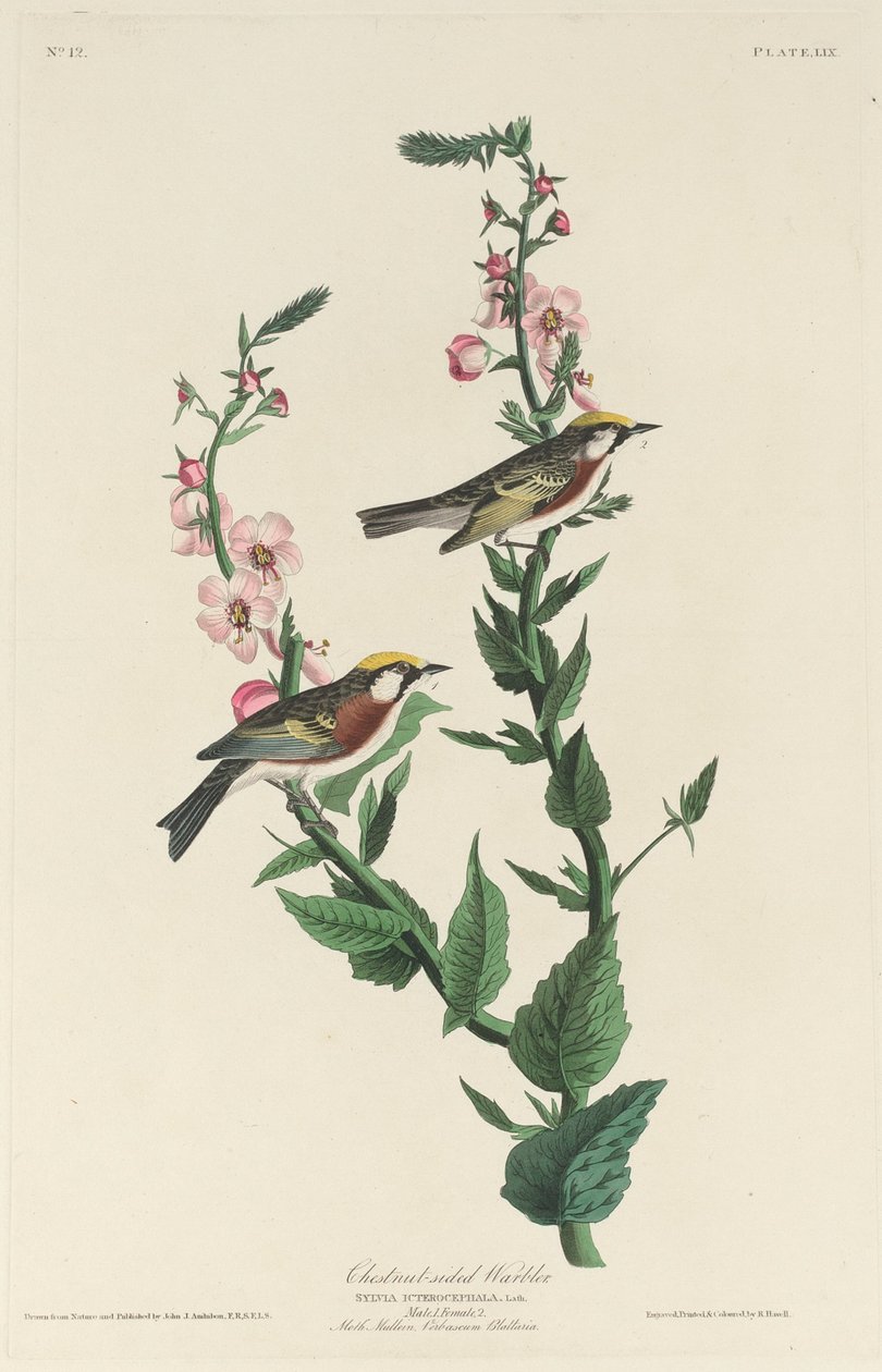 Toutinegra de lado castanho, 1829. de Robert Havell
