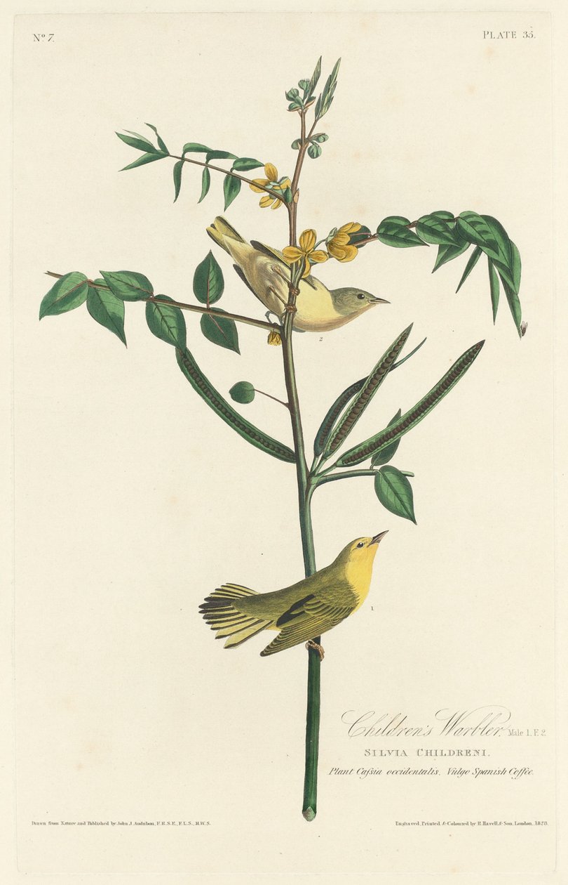 Toutinegra infantil, 1828. de Robert Havell