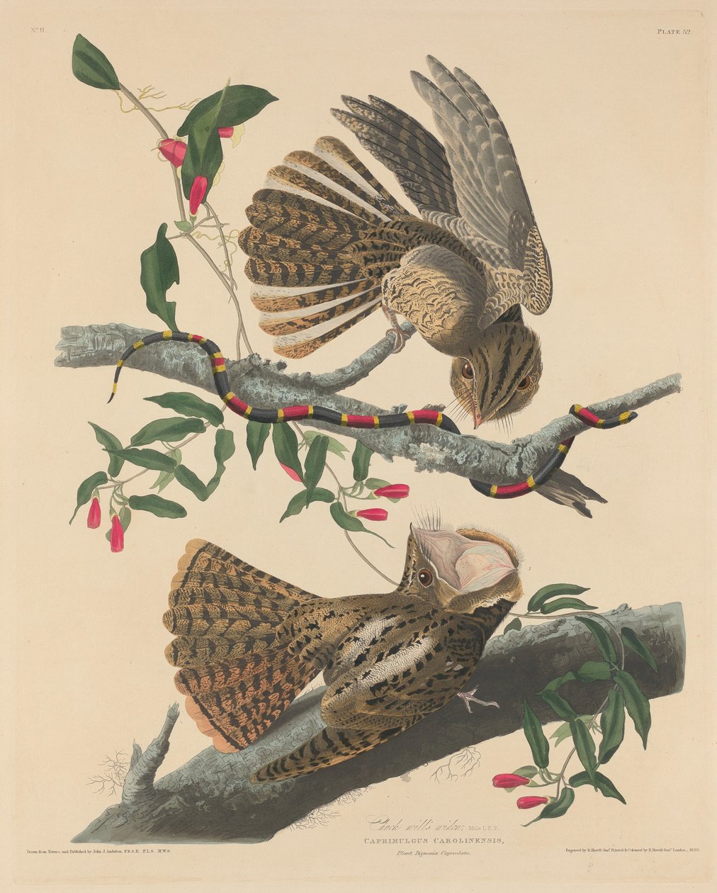 Viúva de Chuck Will, 1829. de Robert Havell