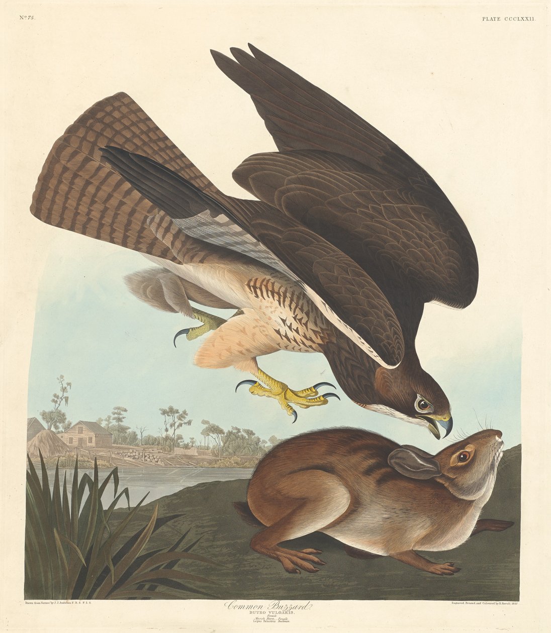 Urubu-comum, 1837. de Robert Havell