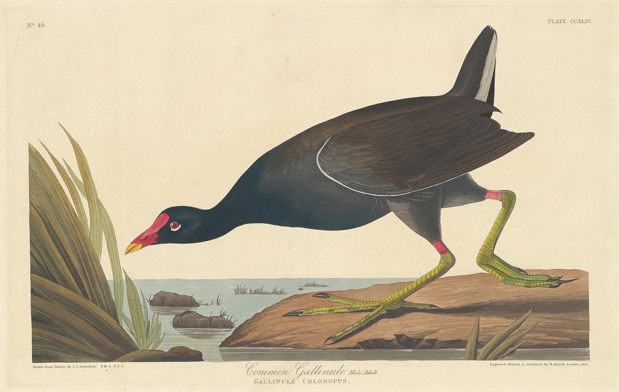 Gallinule comum, 1835. de Robert Havell